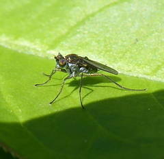 Dolichopodidae