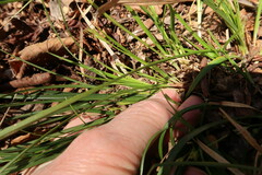 Carex floridana