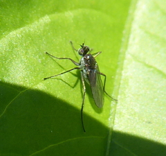 Dolichopodidae