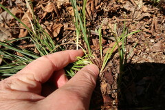 Carex floridana
