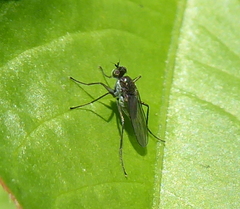 Dolichopodidae