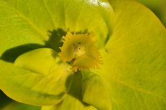 Euphorbia macroclada