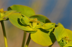 Euphorbia macroclada