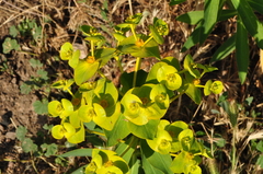 Euphorbia macroclada