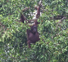 Pongo pygmaeus morio