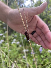Battus philenor hirsuta