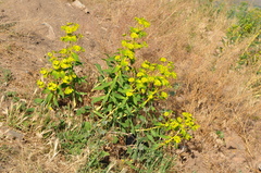 Euphorbia macroclada