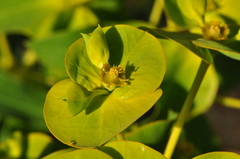 Euphorbia macroclada