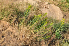 Euphorbia macroclada