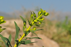 Euphorbia macroclada