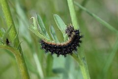 Melitaea phoebe