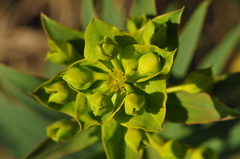 Euphorbia macroclada
