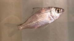 Eucinostomus