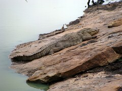 Crocodylus palustris