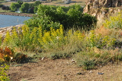 Euphorbia macroclada