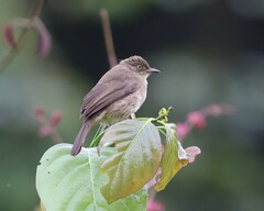 Pycnonotus pseudosimplex