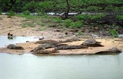 Crocodylus palustris