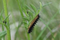 Melitaea phoebe
