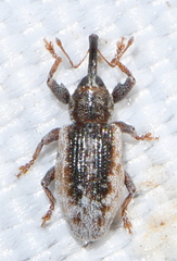 Dorytomus