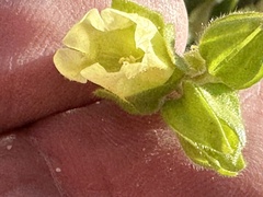Emmenanthe penduliflora penduliflora