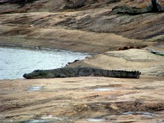 Crocodylus palustris
