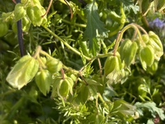 Emmenanthe penduliflora penduliflora