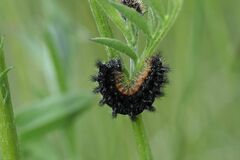 Melitaea phoebe