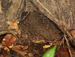 Tropicoperdix graydoni