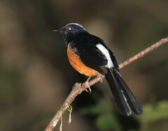 Copsychus stricklandii