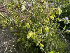Emmenanthe penduliflora penduliflora