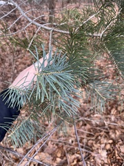 Pinus resinosa