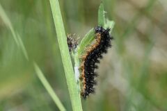 Melitaea phoebe