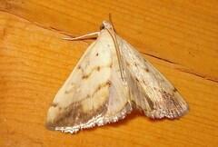 Evergestis extimalis