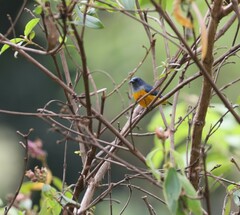 Dicaeum trigonostigma