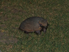 Chaetophractus villosus