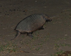 Chaetophractus villosus
