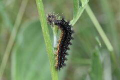 Melitaea phoebe