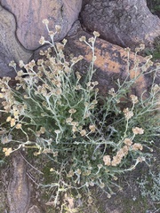 Pseudognaphalium biolettii