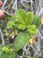 Ribes indecorum