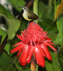 Arachnothera longirostra