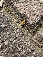 Formica pallidefulva