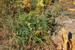 Euphorbia heteradena