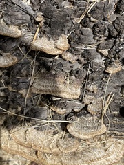 Trichaptum byssogenum