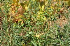 Euphorbia heteradena