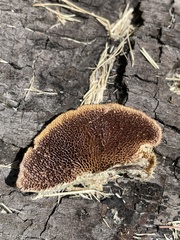 Trichaptum byssogenum