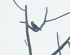 Microhierax latifrons