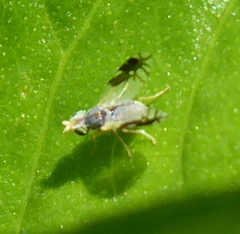 Trupanea