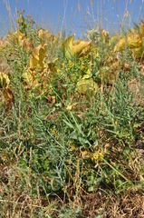 Euphorbia heteradena