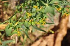 Euphorbia heteradena