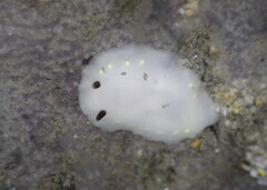 Cadlina flavomaculata